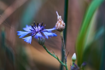 蓝瓣花